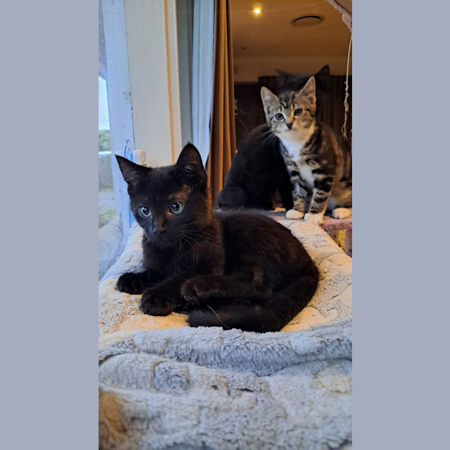 Photo of Pepper