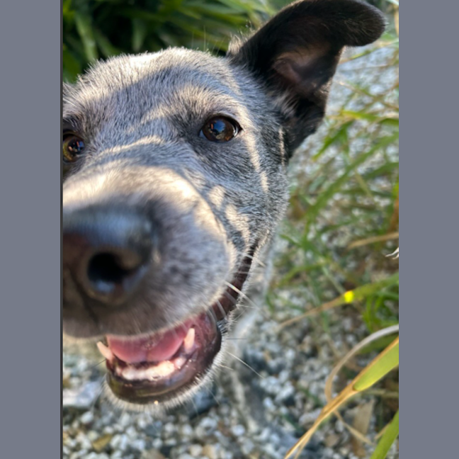 Photo of Banjo