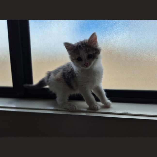 Photo of Bella (Was Cali Girl)