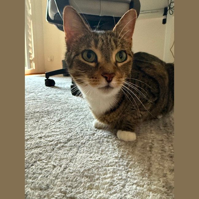 Photo of Lolo (Migallo)