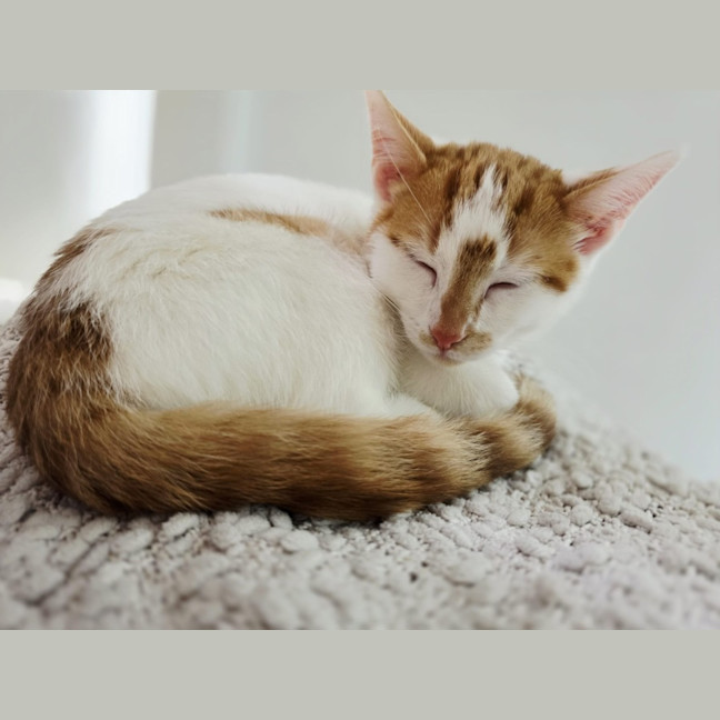 Photo of Basil
