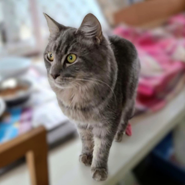 Photo of Jazz