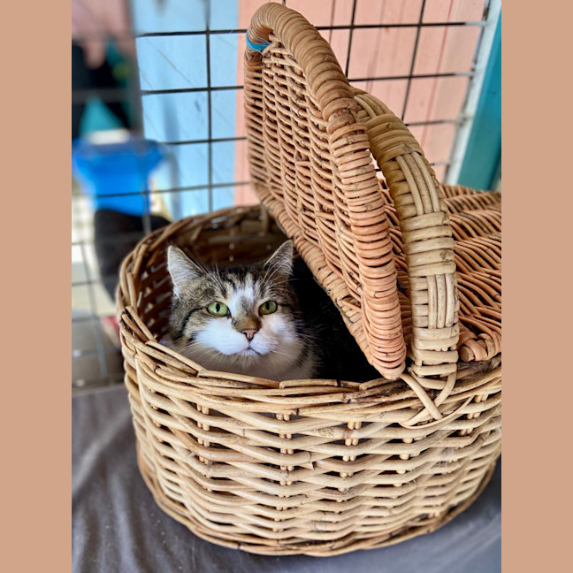 Photo of Farley