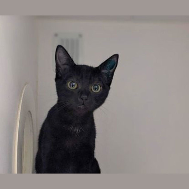 Photo of Raven