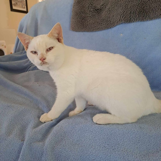 Photo of Strudel