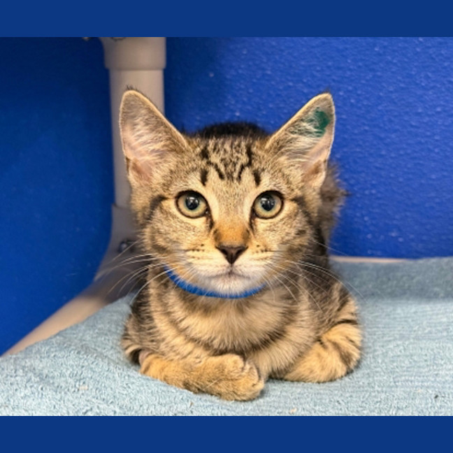Photo of Tiger