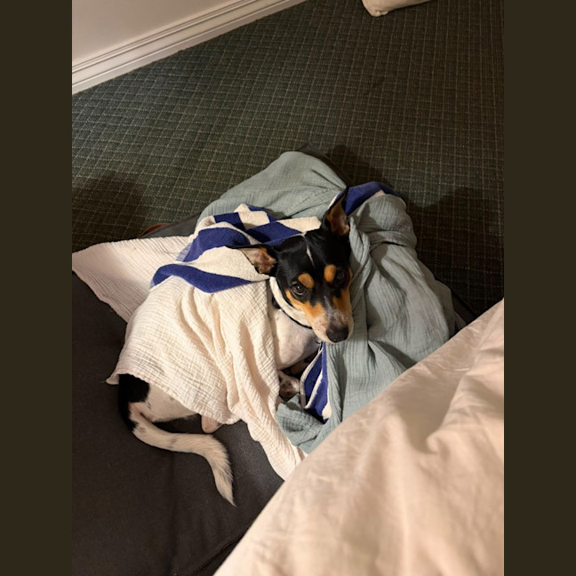 Photo of Nigel