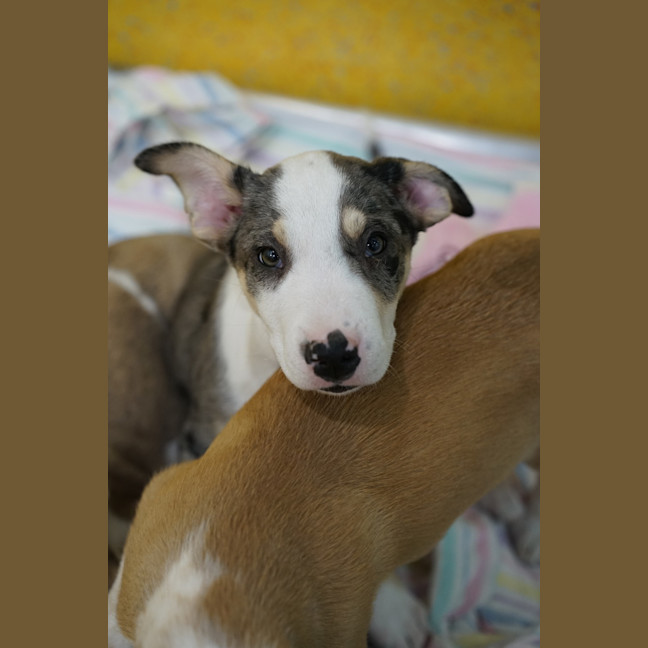 Photo of Whiskey