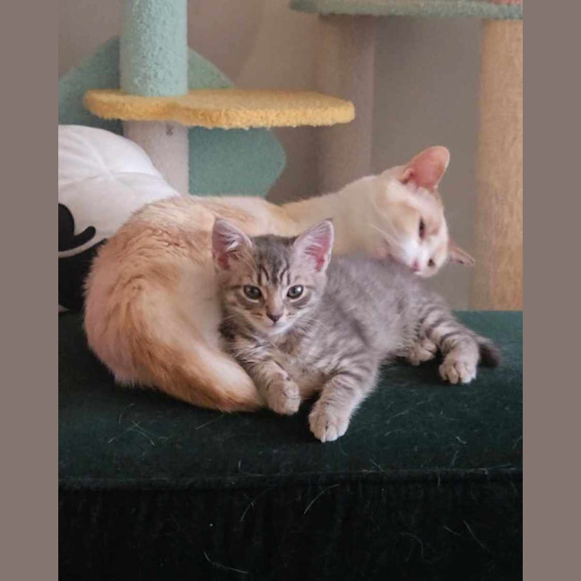 Photo of Brussel Sprout   Located In Northcote