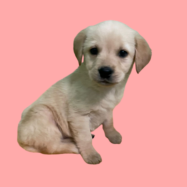 Photo of Maple Woods