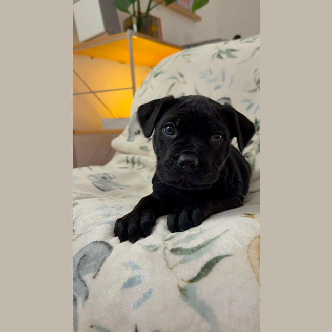 Photo of Oscar 
