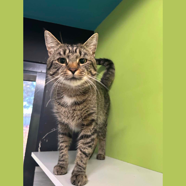 Photo of Ranger (Gombie)