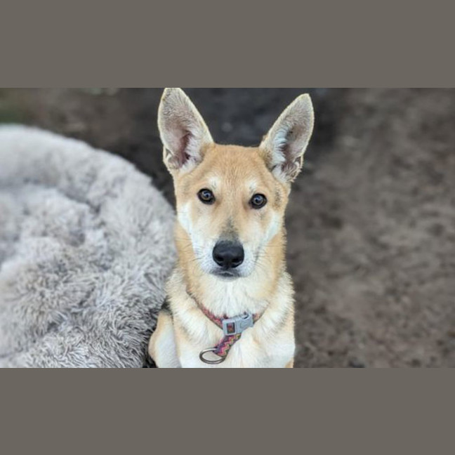 Photo of Dingo
