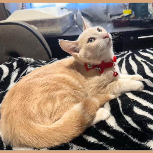 Photo of Rudolph 🦌