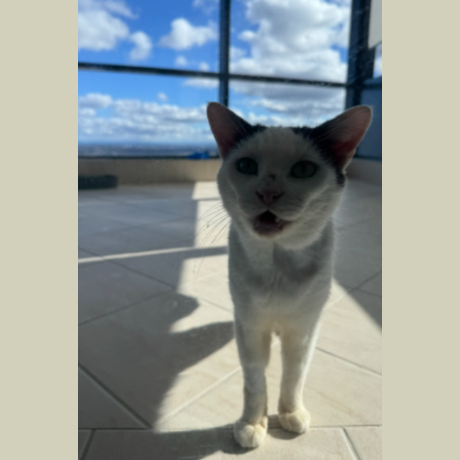 Photo of Noggin