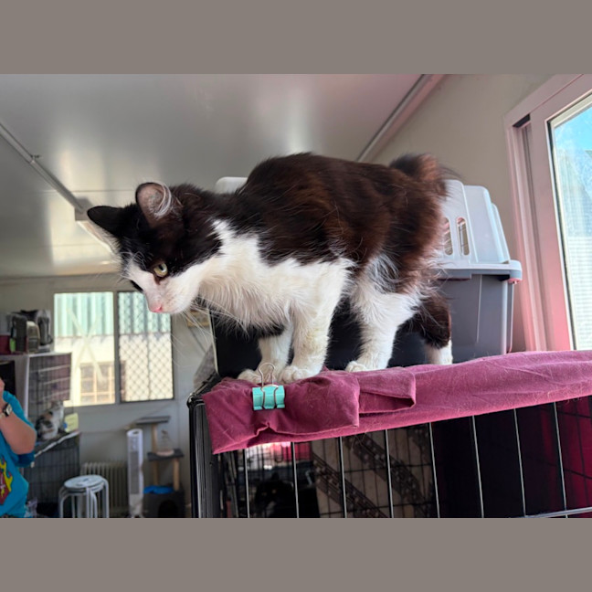 Photo of Bobbit