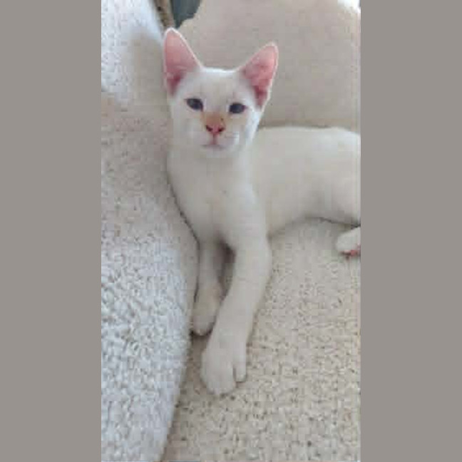 Photo of Lumi