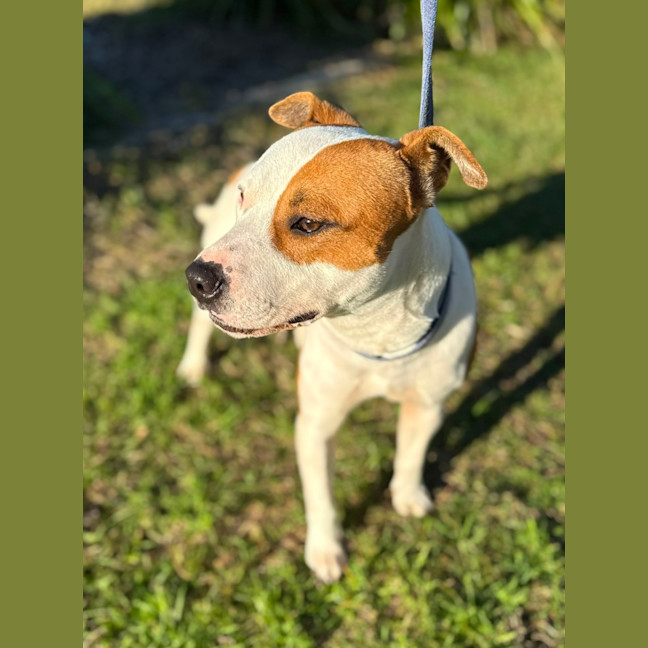 Photo of Goose (8850)