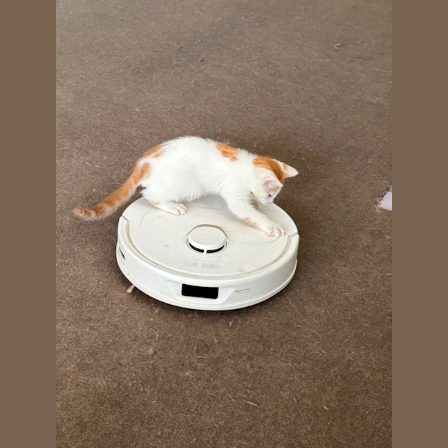 Photo of Bean **2nd Chance Cat Rescue**