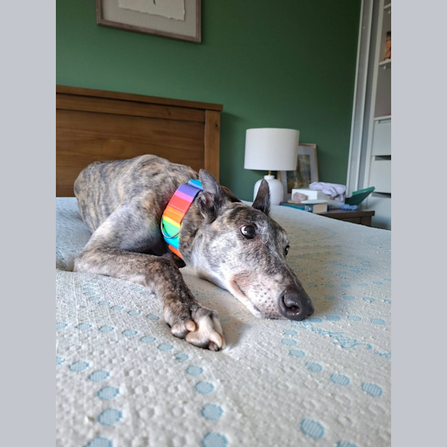 Photo of Lila, The Greyhound