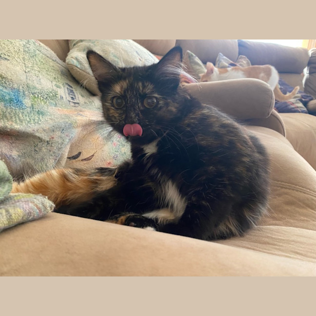 Photo of Honey 