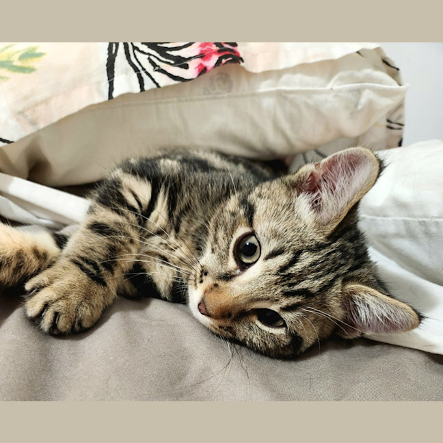 Photo of Mister Mason Munchy 