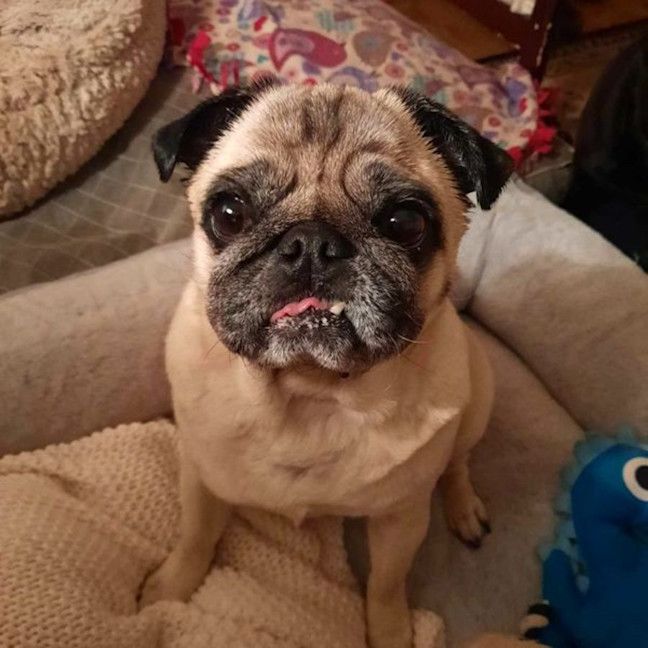 Photo of Lucy Pug