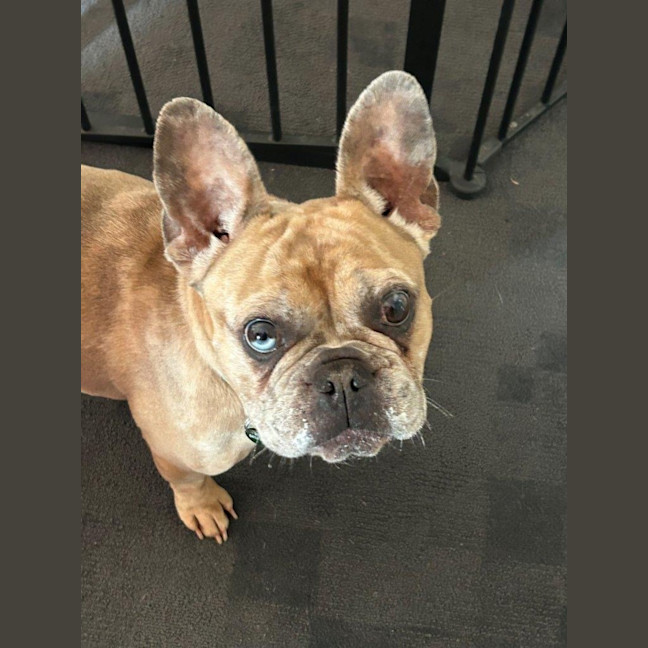 Photo of Luna Wensleydale