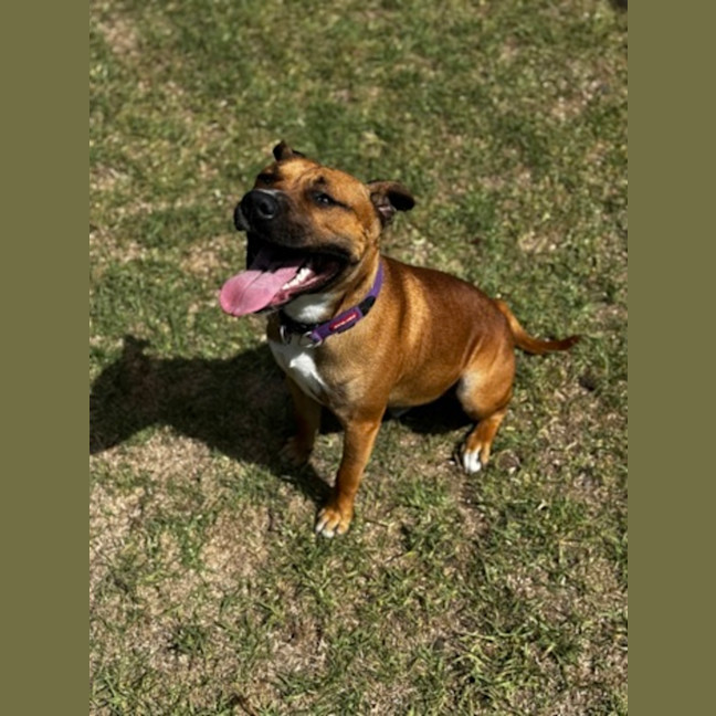 Photo of Rascal (68525)