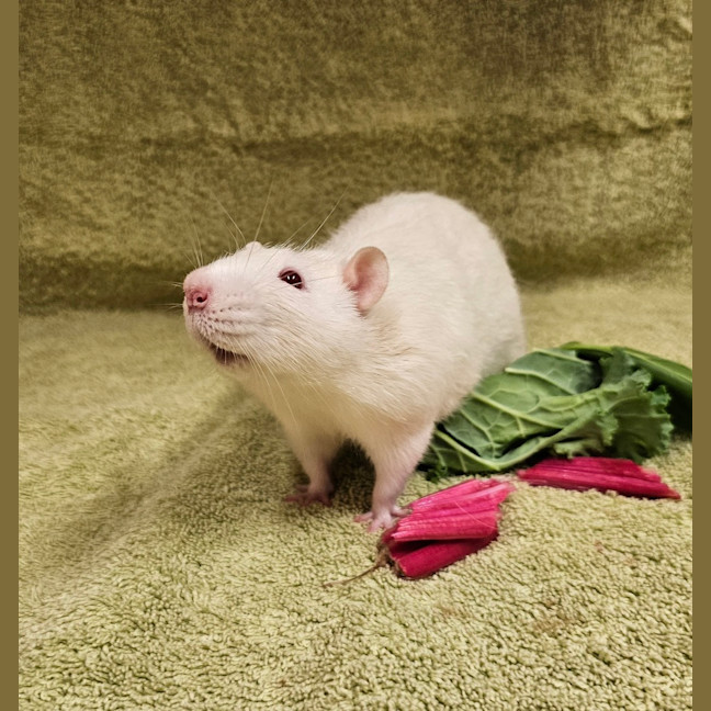 Photo of Lupin