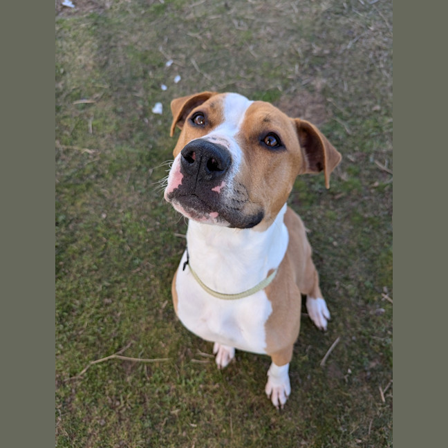 Photo of Dixie