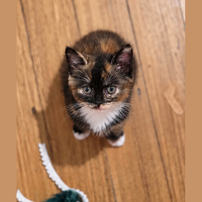Photo of Fifi