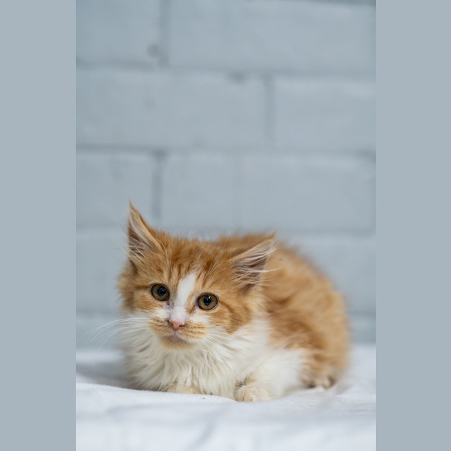 Photo of Peaches