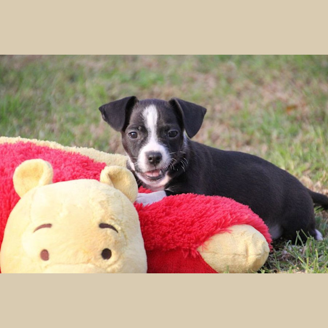 Photo of Chip
