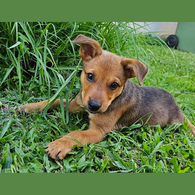 Photo of Honey
