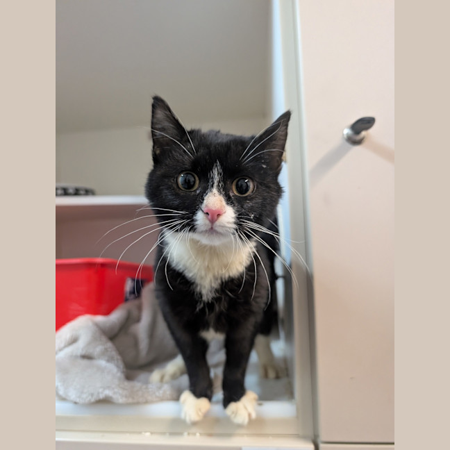 Photo of Pebbles