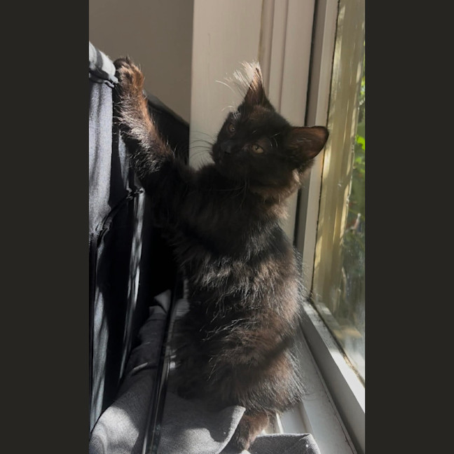 Photo of Huckleberry