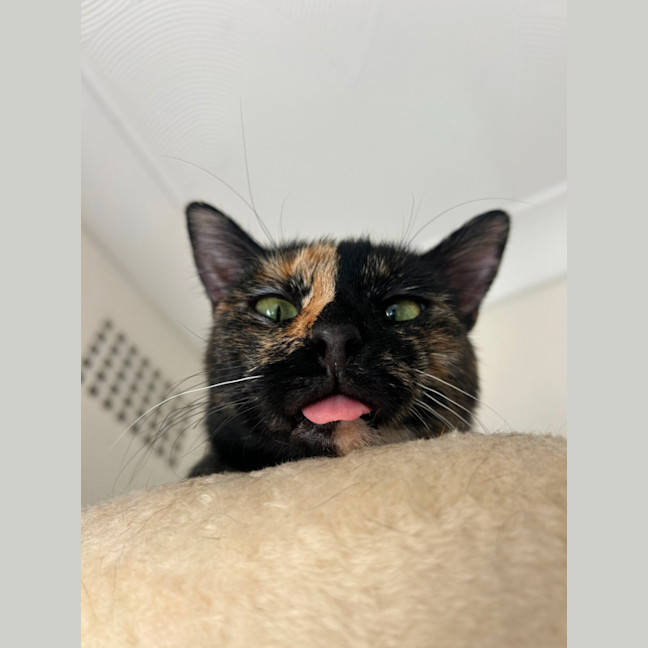 Photo of Honey