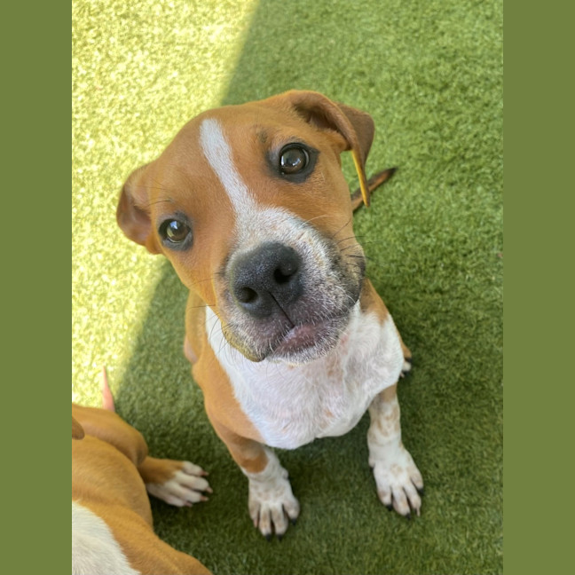 Photo of D1094 Fernando