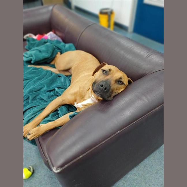 Photo of Honey