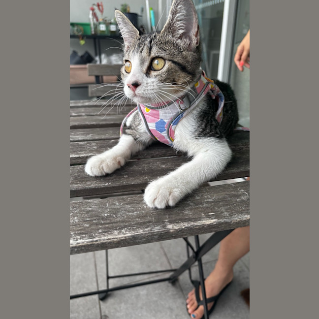 Photo of Polly