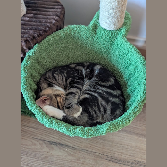 Photo of Trap
