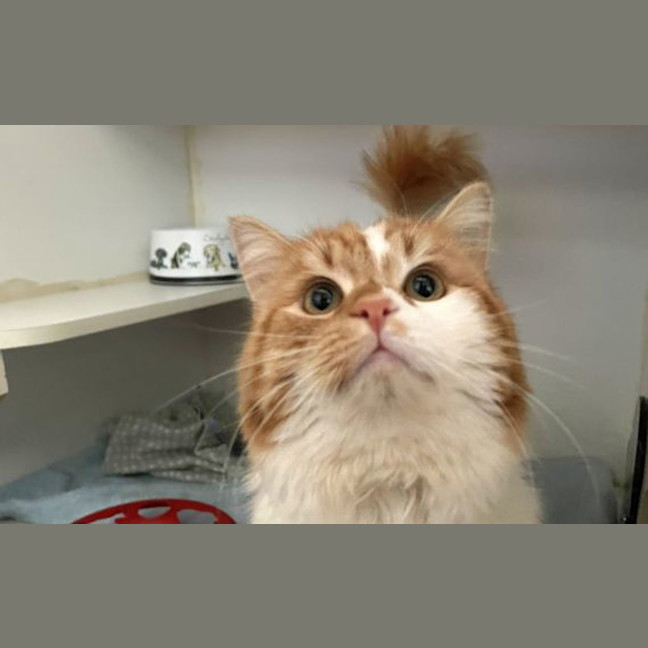 Photo of Cinnabon