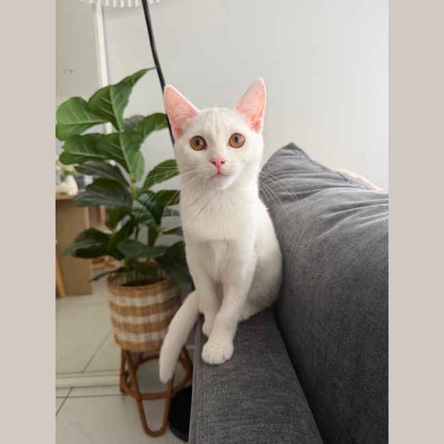Photo of Soleil