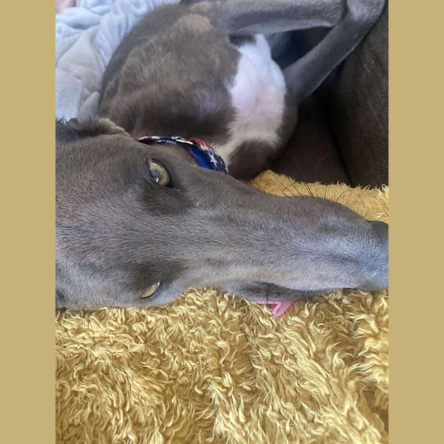 Photo of Konrad, The Young And Blue Greyhound