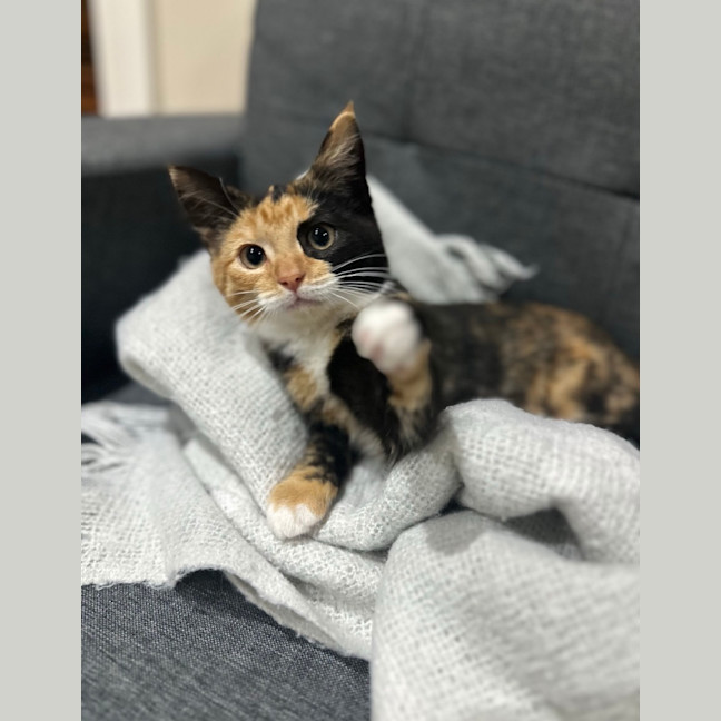 Photo of Toffee
