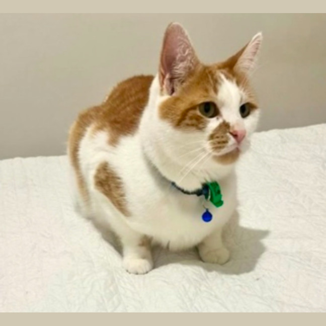 Photo of Chester