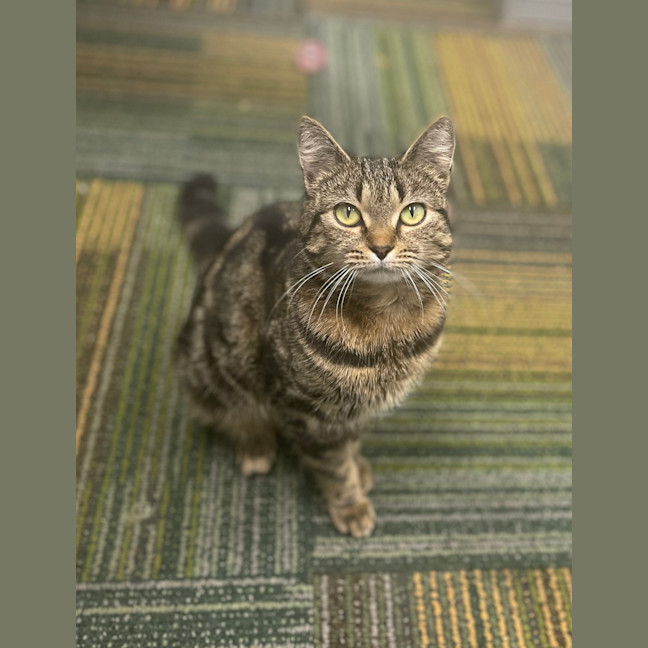 Photo of Tigger