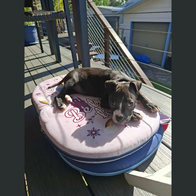 Photo of Lola   10 Week Old Boxer X