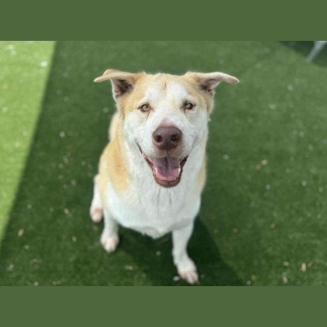 Photo of Buckbeak Imp 2411